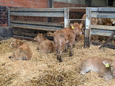 Bild 11 aus  Adrianenhof