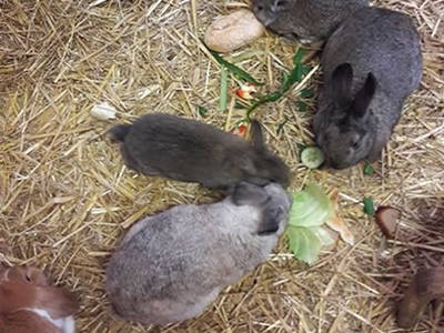 Bild 13 aus  Weberhof