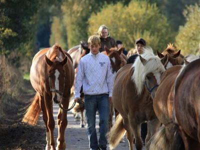 Bild 10 aus  Ferienhof Klaucke