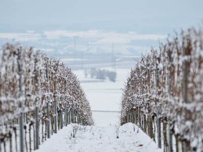 Bild 31 aus  Weingut Butzbach