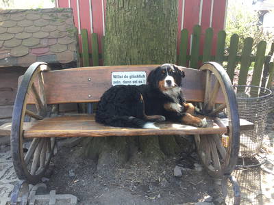 Bild 27 aus  Hubertushof, der Bilderbuchbauernhof