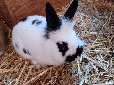 Bild 35 aus  Ferienhof Nordorfer Grashaus