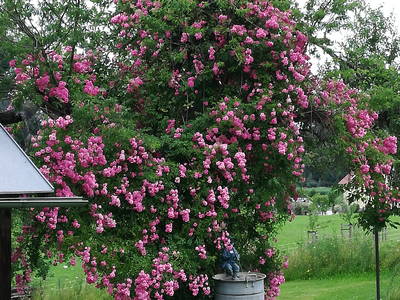 Bild 17 aus  Dilger`s Landhof