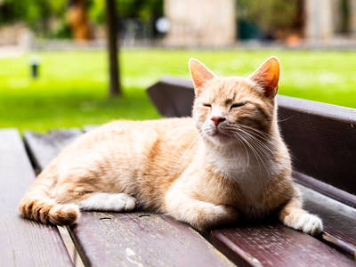 Bild 3 aus  Landkulturhof Glücksbringer