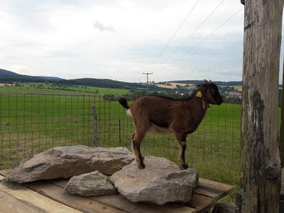 Bild 12 aus  Ferienwohnung Heidehof