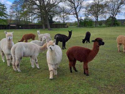 Bild 10 aus  Tiny House trifft Alpaka-Traum – Natururlaub mal anders!