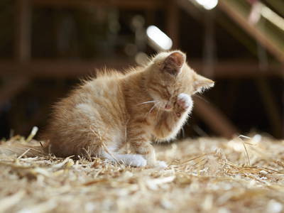 Wann kommt ihr wieder? Schmusestunden mit unseren Kätzchen oder all den anderen Tieren
