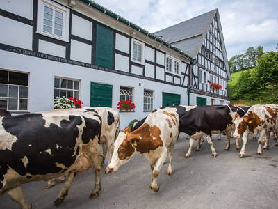 Bild 34 aus  Ferienbauernhof Voß