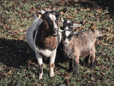 Bild 27 aus  Maraias Luxury Suites & Apartments