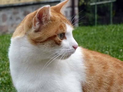 Bild 26 aus  Steinerhof