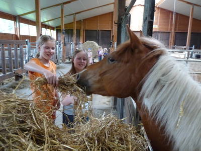 Bild 17 aus  Ponyhof Meier