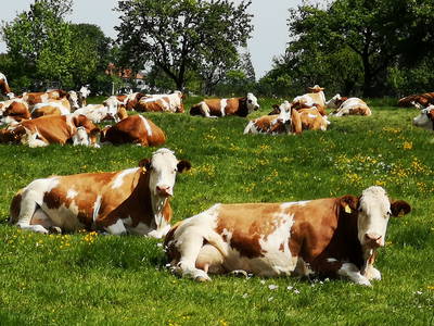 Bild 47 aus  Auf'm Reifnhof: Ihr Kreativhof am Simssee im Chiemgau
