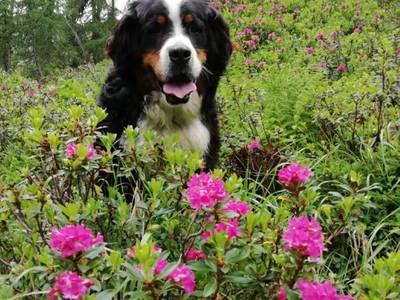 Bild 8 aus  Oberhöherhof