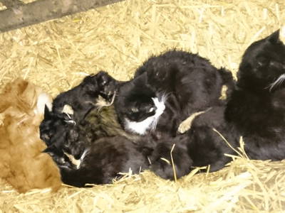 Bild 9 aus  Hof Petersen