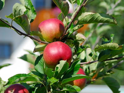 Bild 12 aus  Ferienhof Burghöfe