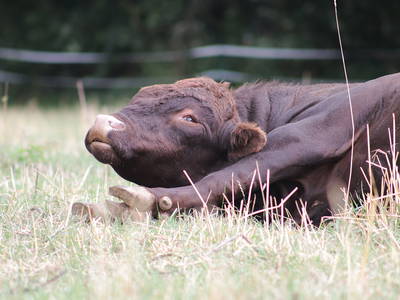 Bild 9 aus  Rouvenhof