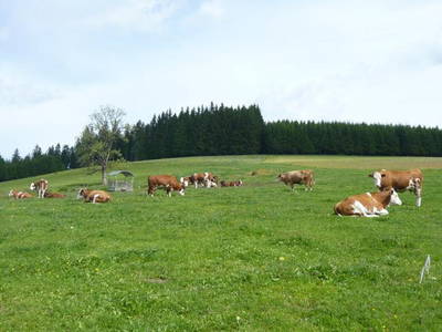 Mutterkuhherde auf der Weide Mai -Oktober