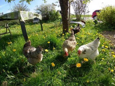 Bild 7 aus  Kebachhof