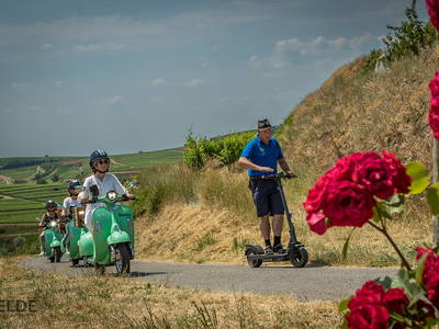 Bild 19 aus  Ökologisches Wein- und Sektgut