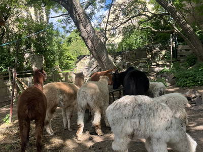 Bild 19 aus  Luminohof