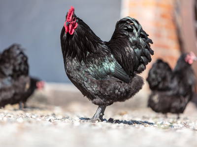 Bild 21 aus  Hinrich's Ostsee Bauernhof