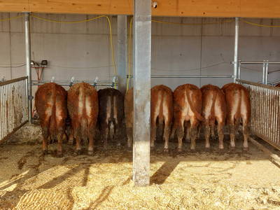 Bild 10 aus  Sunmattehof