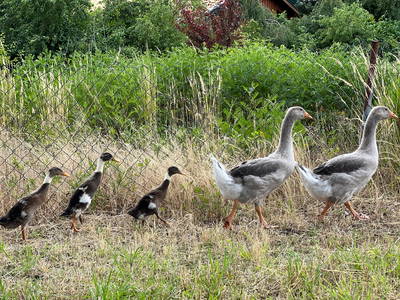 Bild 52 aus  Ferienhof Wübbold