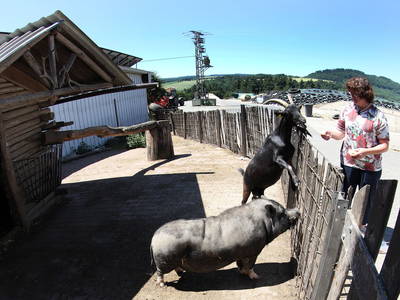 Schwein Oskar und die Ziegen