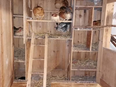 Blick in unseren Hühnerschrank