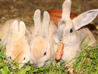 Bild 11 aus  Hof Muhs