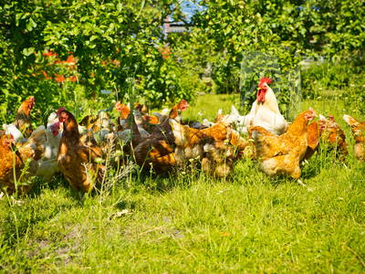 Bild 9 aus  Ferienhof Ebsen