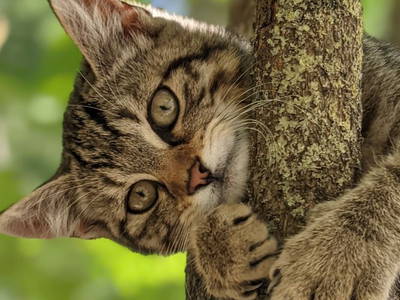 Hallo, ich bin Kurt!