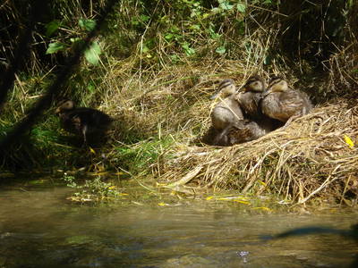 Bild 38 aus  Ferienhof Hohe - Familienfreundlicher Bio Bauernhof in idyllisch gelegenem Dorf.