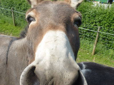 Streichelzoo - Liebling - Esel Bruno