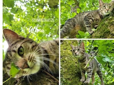 Bild 10 aus  Biobauernhof Peter Anderl Hof