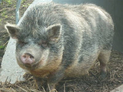 Bild 39 aus  Hof Schlossblick  " der etwas andere Bauernhof "