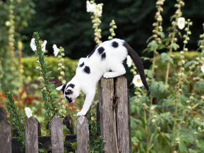 Bild 9 aus  SchleinersHof