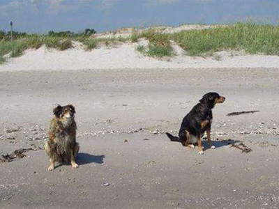 Bild 9 aus  Haus Seestern