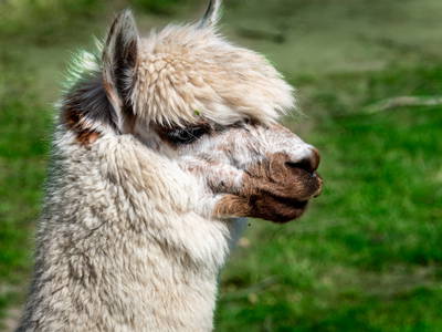 Bild 19 aus  Osterhof Fehmarn - mit Hofladen, Hofprogramm und Ayurveda-Wellness