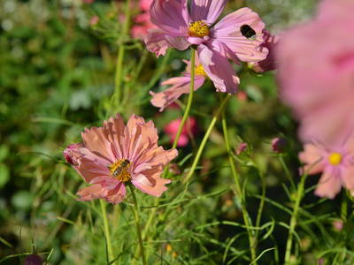 Bild 25 aus  An Den Wiesen - Gasthaus am Finowkanal
