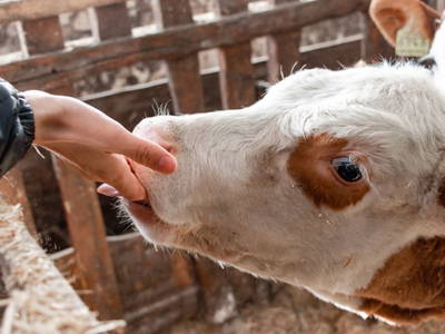 Bild 7 aus  Stegerhof