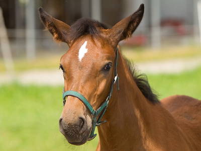 Bild 18 aus  Springerhof