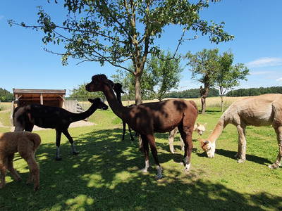 Bild 14 aus  Beim Lenglacher