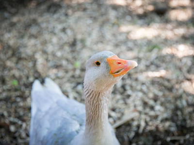 Bild 27 aus  Endlhof