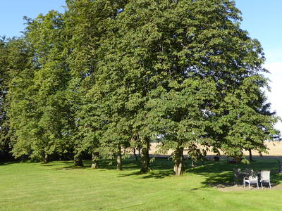 Bild 20 aus  Ferienhaus Gut Rattelvitz-INSEL RÜGEN
