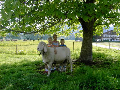 Bild 25 aus  Erharthof - Familie Lautenbacher