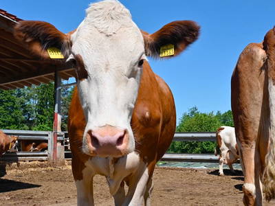 Bild 8 aus  Steigerwaldhof Krafft