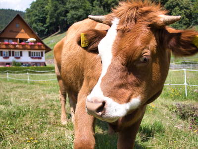 Bild 12 aus  Hansenhof