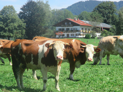 Bild 10 aus  Jodlhof Kochel am See