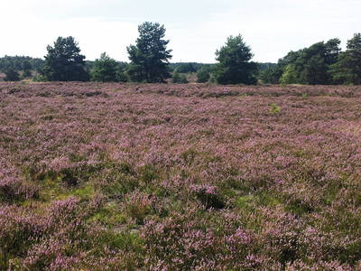 Bild 18 aus  Bauernhofferien Weseloh